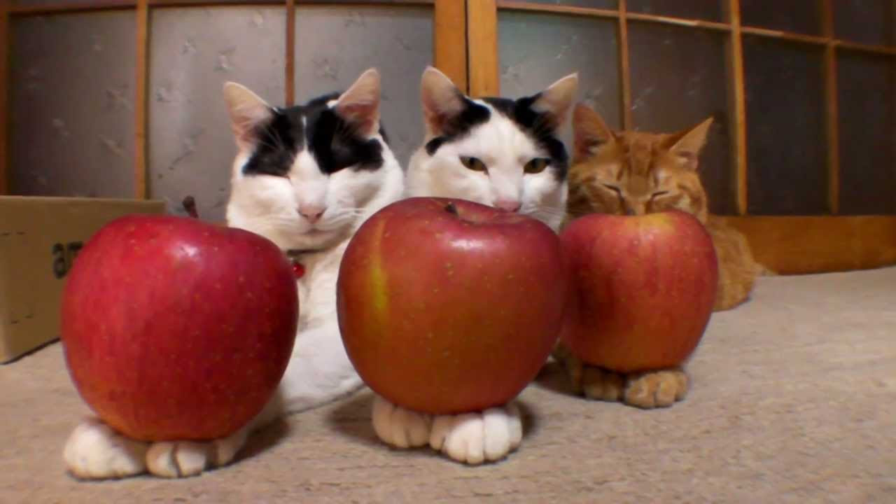 のせ猫 まとめ1 - YouTube
