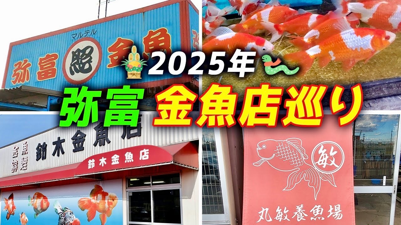Goldfish Shop Tour] The first goldfish shop tour of 2025! We'll