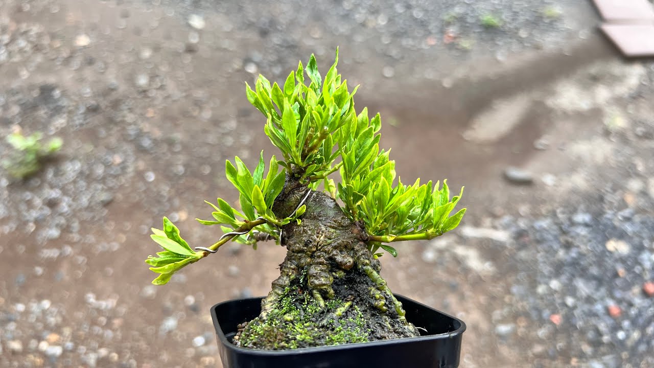 喜代誉】クチナシの秋前手入れ #盆栽 #bonsai - YouTube