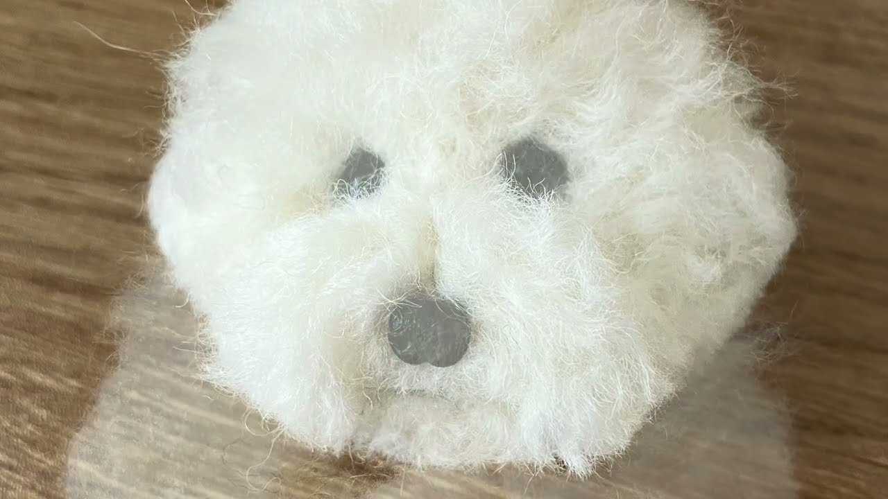 羊毛フェルトで作るビションフリーゼ - YouTube