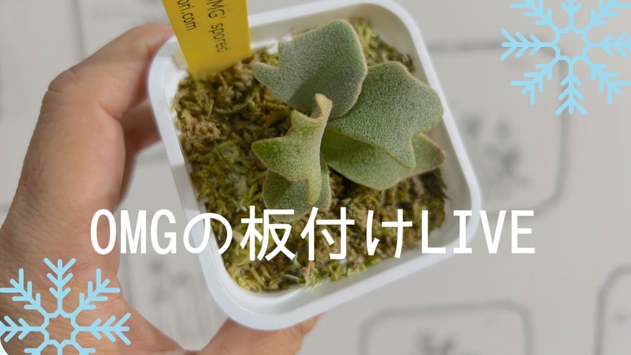 ウィリンキーOMG ビカクシダ板付けLIVE21時から！🍀2024.12.11 - YouTube