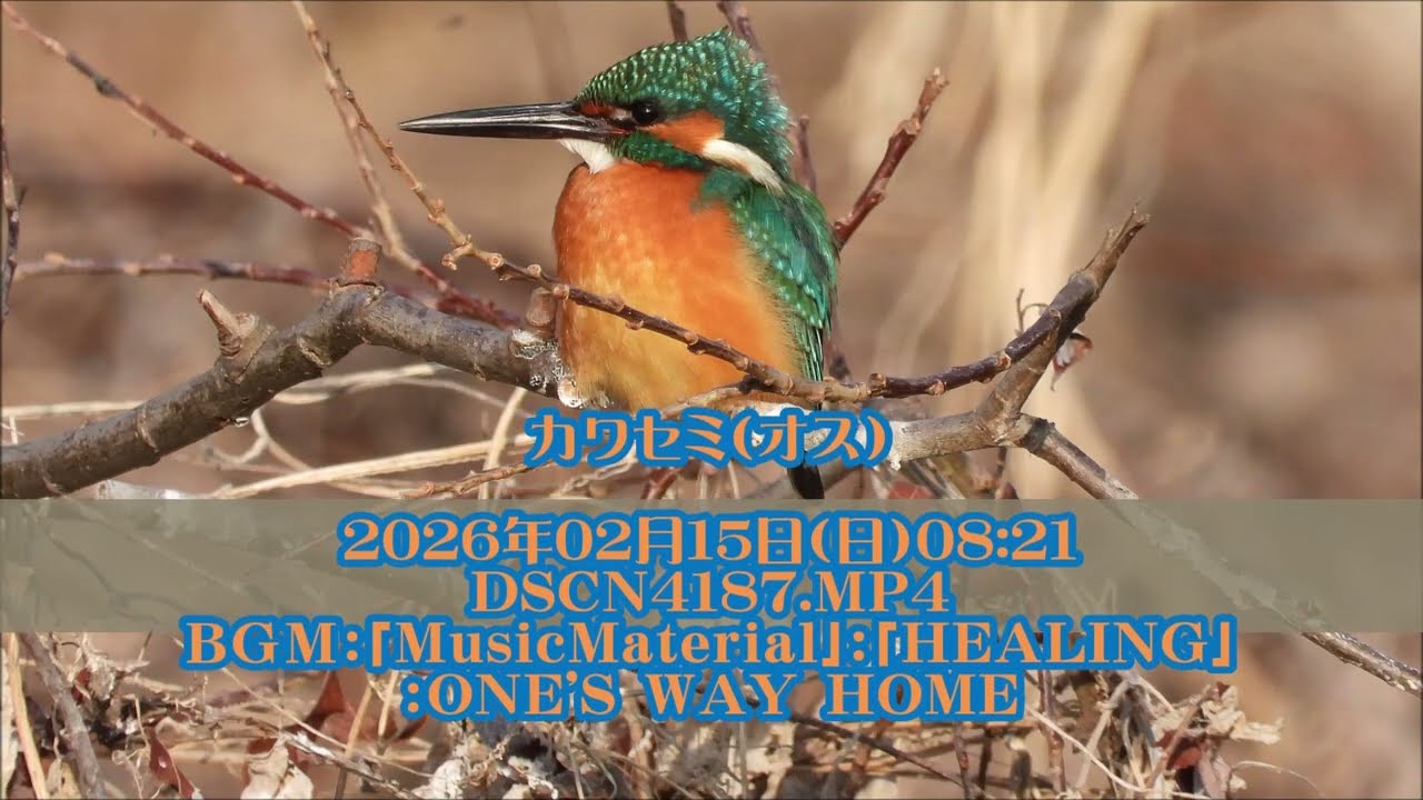 ☆20260215日②0821カワセミ（オス） - YouTube