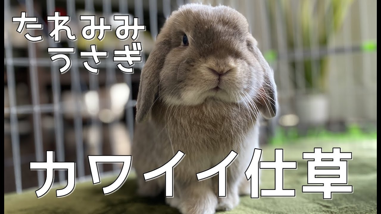 うさぎのかわいい仕草をまとめてみた＃1～たれ耳うさぎ【ホーラン