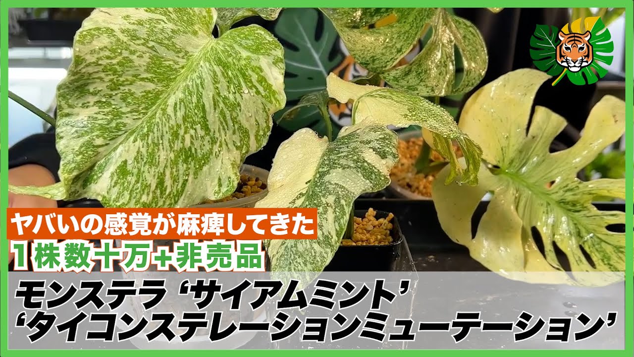 モンステラ】数十万円の超激レアサイアムミント(Siam Mint)、非売品