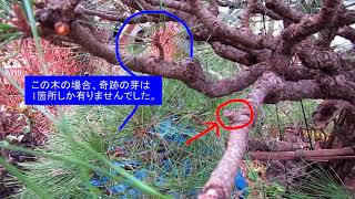 No.037_Pine (5) bud picking and afterwards, etc. 180222 - YouTube