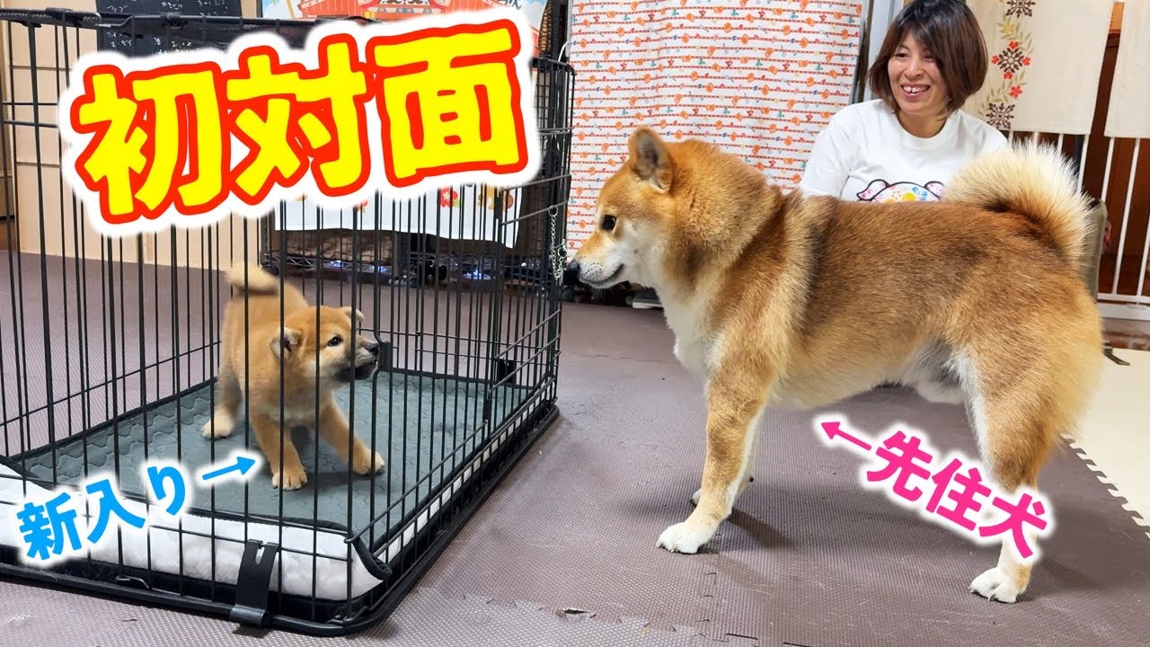 Reception] Shiba Inu puppy meets resident dog for the first time