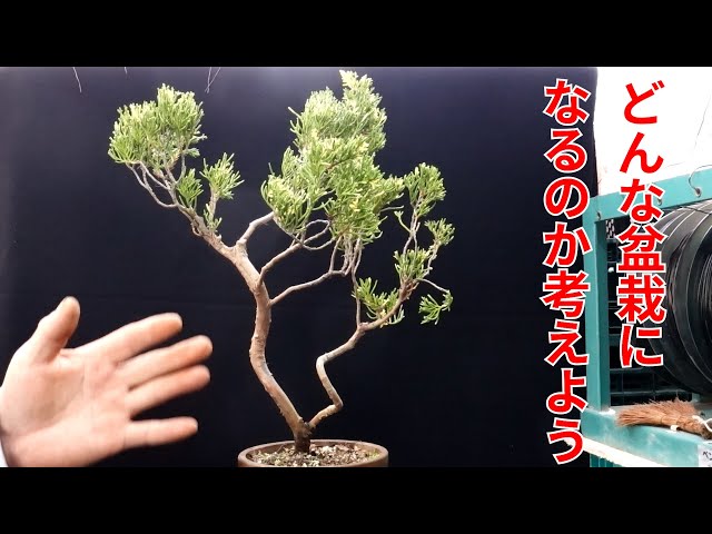 斑入り真柏の大改作 - YouTube