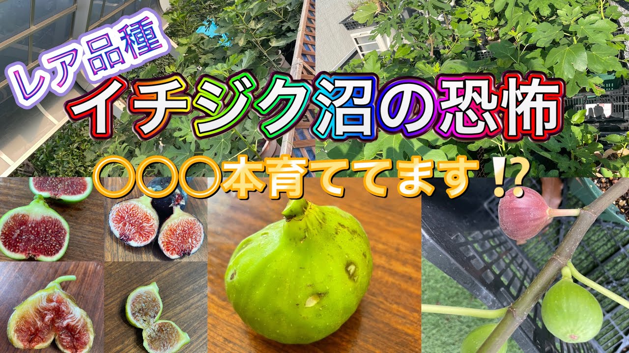 Fig Variety Introduction] I got stuck in a swamp and before I knew