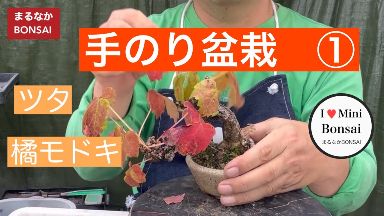 294 ①Hand-sized bonsai, ivy, and imitation orange @bonsai1007