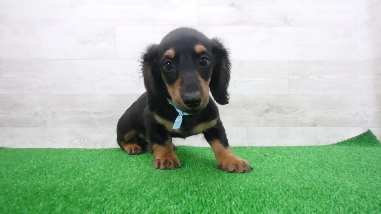 Coo&RIKU No.00745902 M・ダックスフンド - YouTube