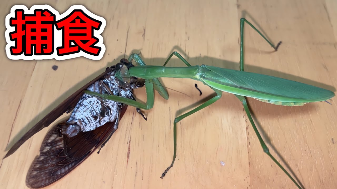 オオカマキリが羽化したのでセミをあげました。 - YouTube