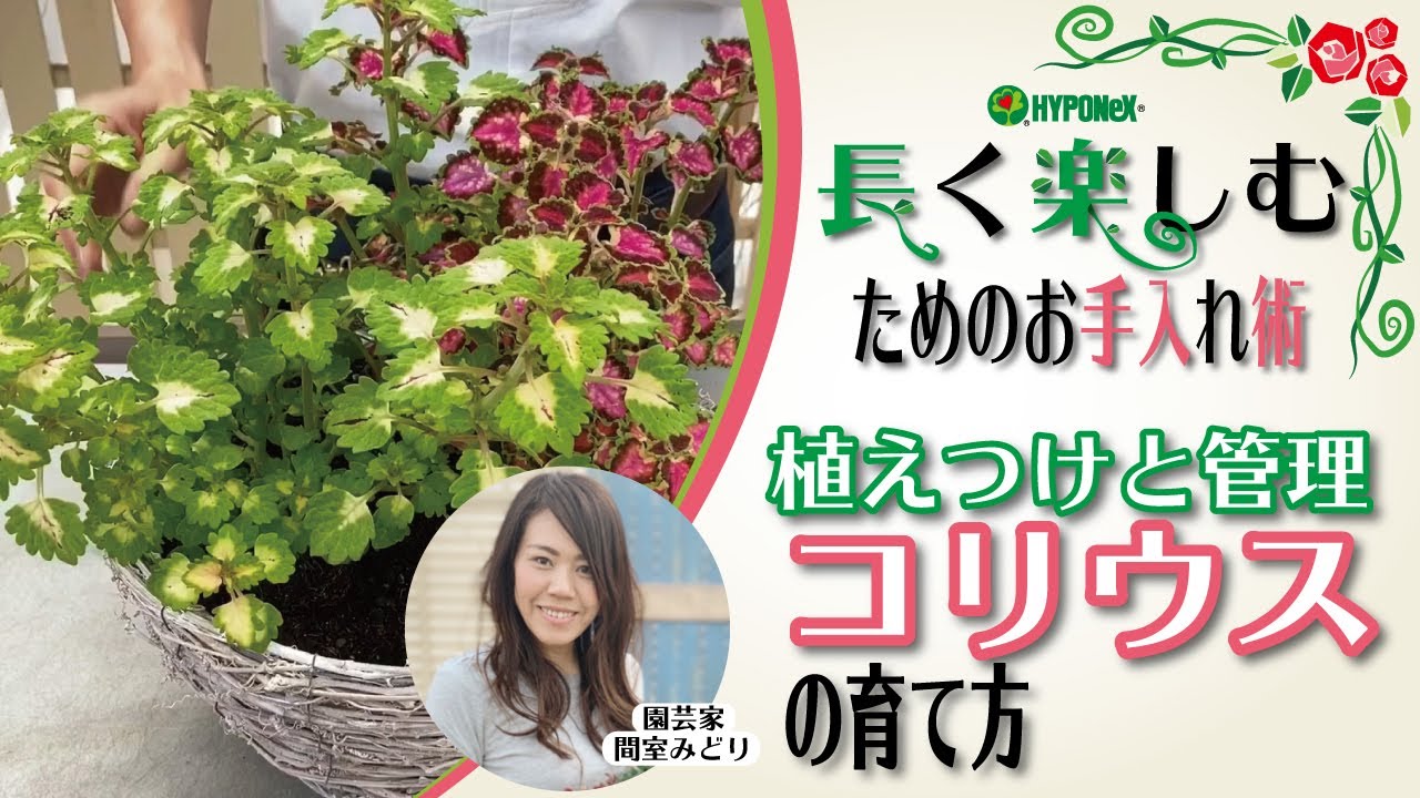 コリウスの育て方】基本の栽培方法や仕立て方のポイント | 植物と