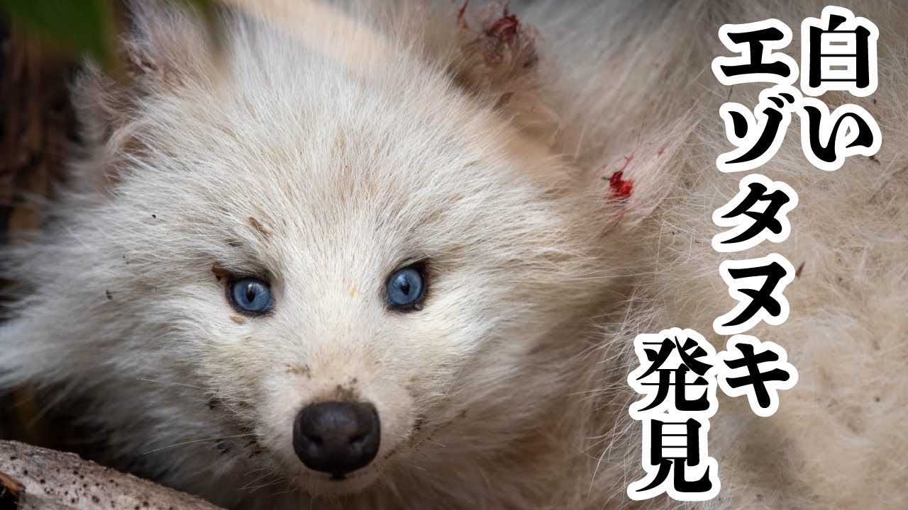 神秘的な顔？白いエゾタヌキ見つかる アルビノではなく“白変種” 衰弱し