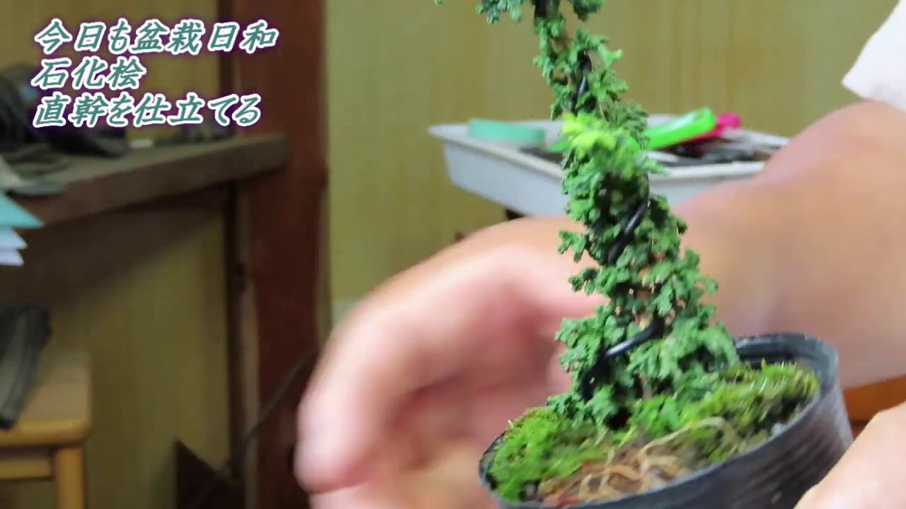 今日も盆栽日和（石化檜#2 差し芽から直幹樹形の作り方） - YouTube