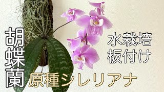 ▷024 [Phalaenopsis Sileriana] If you are growing it for the first