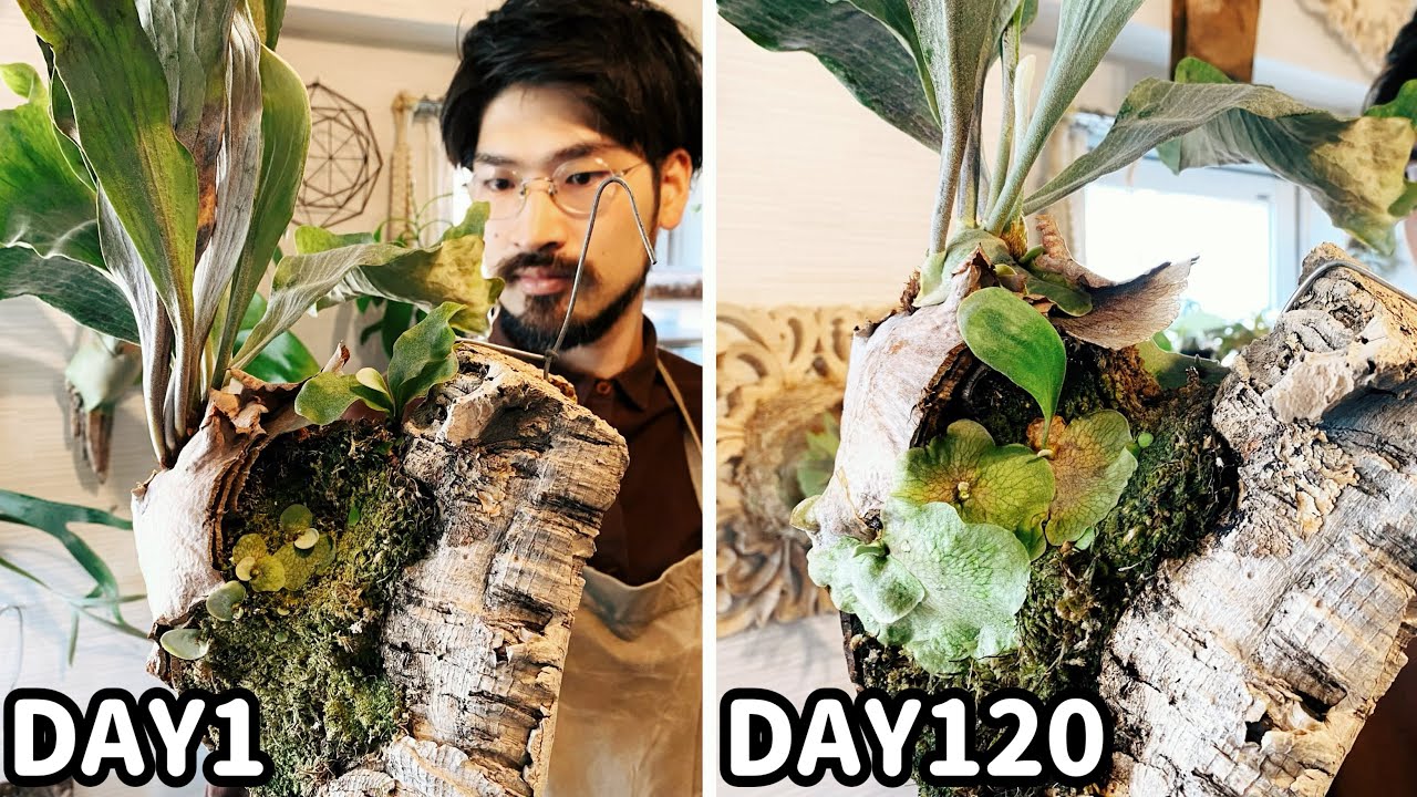 Tips for increasing the number of seedlings and how to remove them