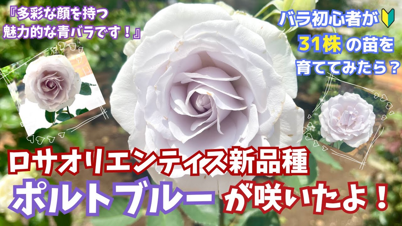 ロサオリエンティス新品種ポルトブルーの1番花が開花/絵画のように