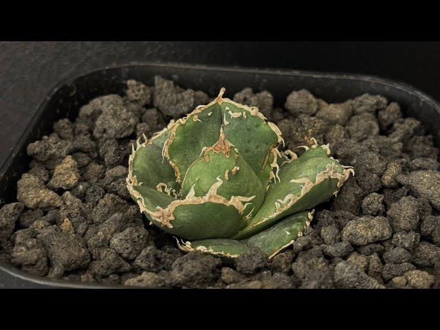 20241223 アガベ・チタノタ 蚩尤（芽）-001｜agave titanota chiyou