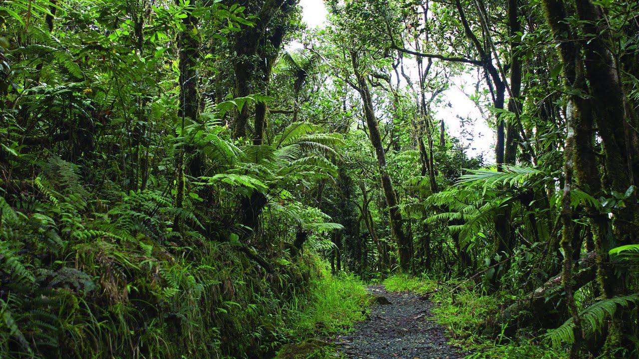 Relaxing Sounds of El Yunque National Forest (Puerto Rico) - New