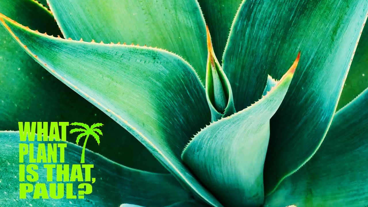 ブルーフレイム / Blue Flame – とげまる園芸