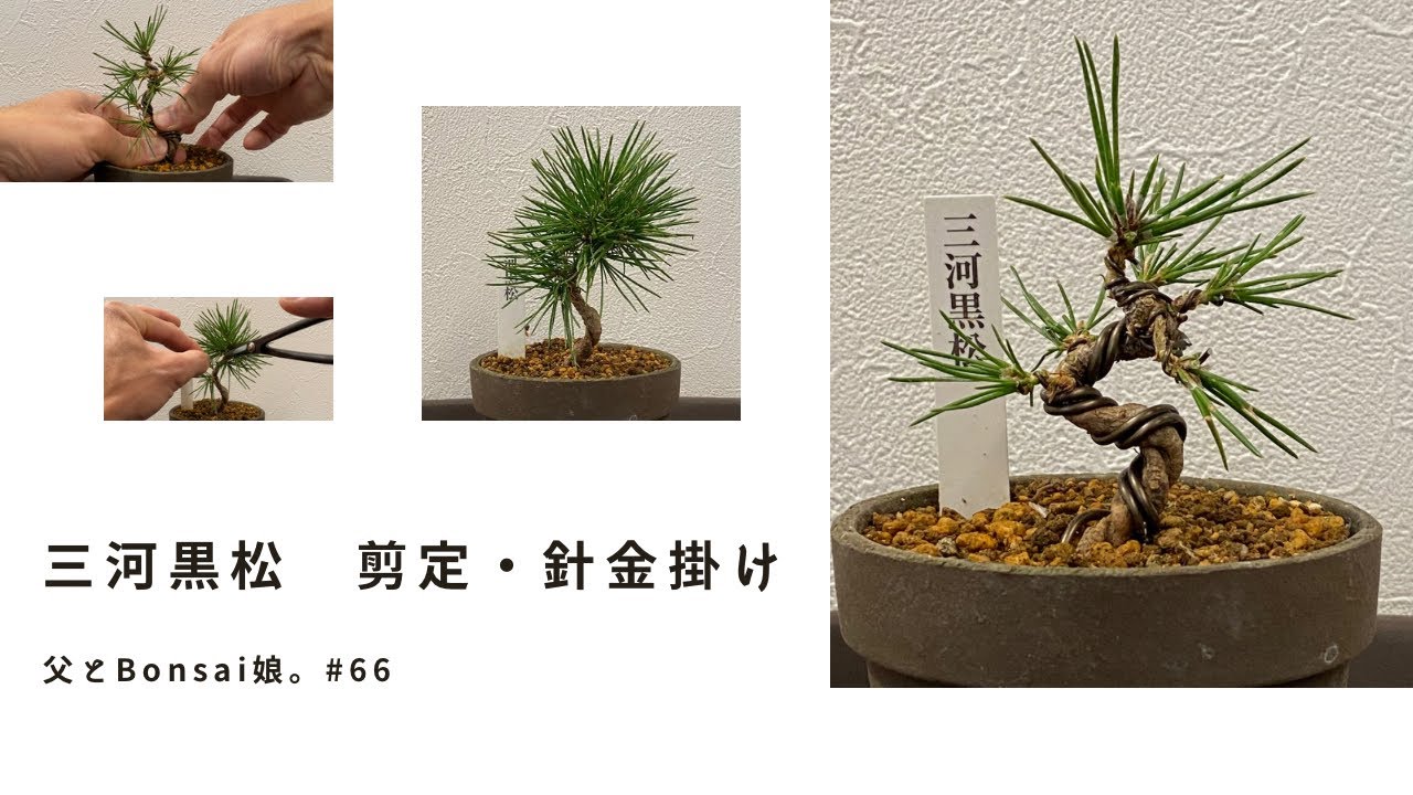 三河黒松の剪定&針金掛け】父とBonsai娘。#66 - YouTube