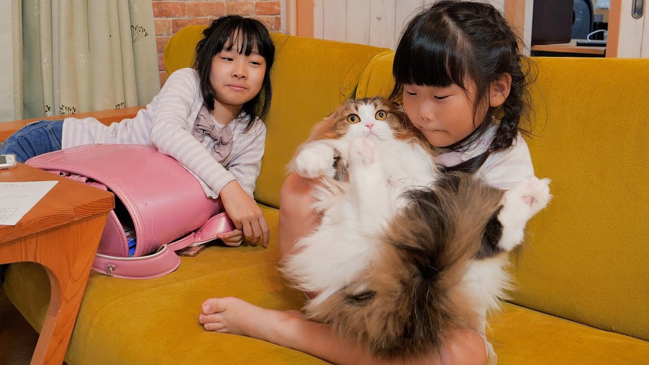 姉妹ケンカに巻き込まれ大迷惑な猫 - YouTube