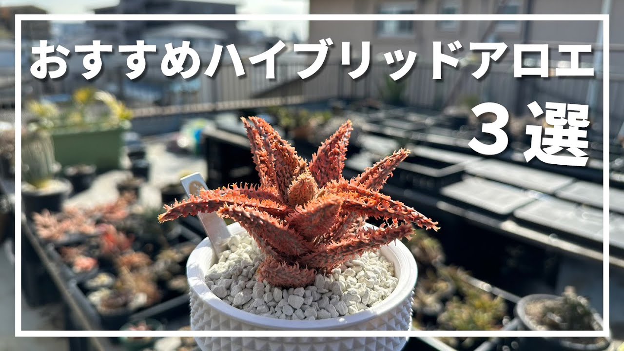 Introducing 3 Recommended Hybrid Aloe Varieties (For Echeveria and