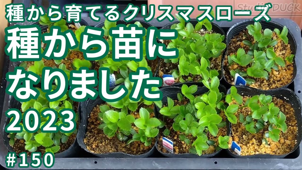 種から育てるクリスマスローズ「種から苗になりました2023」 - YouTube