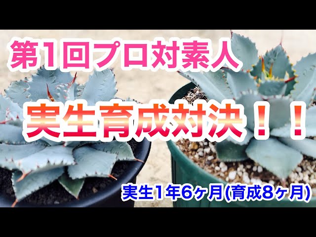 アガベ実生育成対決】プロ対素人8ヶ月の育成した結果がなんと