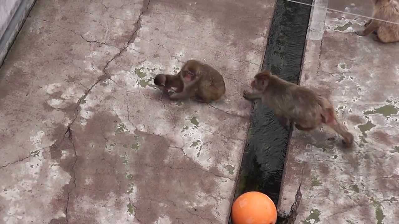 maxresdefault.jpg?sqp=-