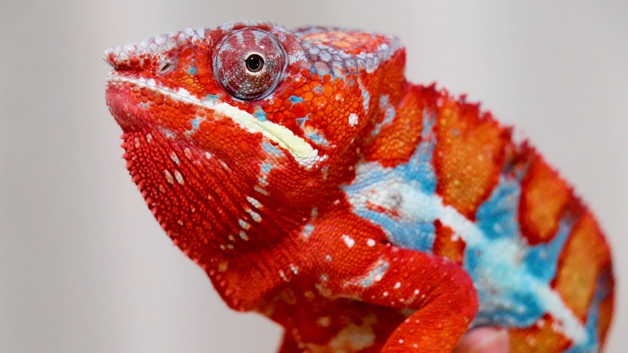 A beautiful chameleon - YouTube