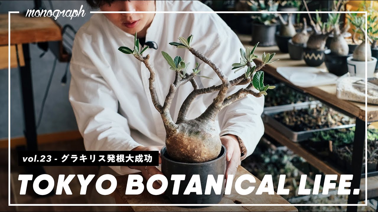 TBL vol.23] Gracilis blooming announcement / Rooting management a