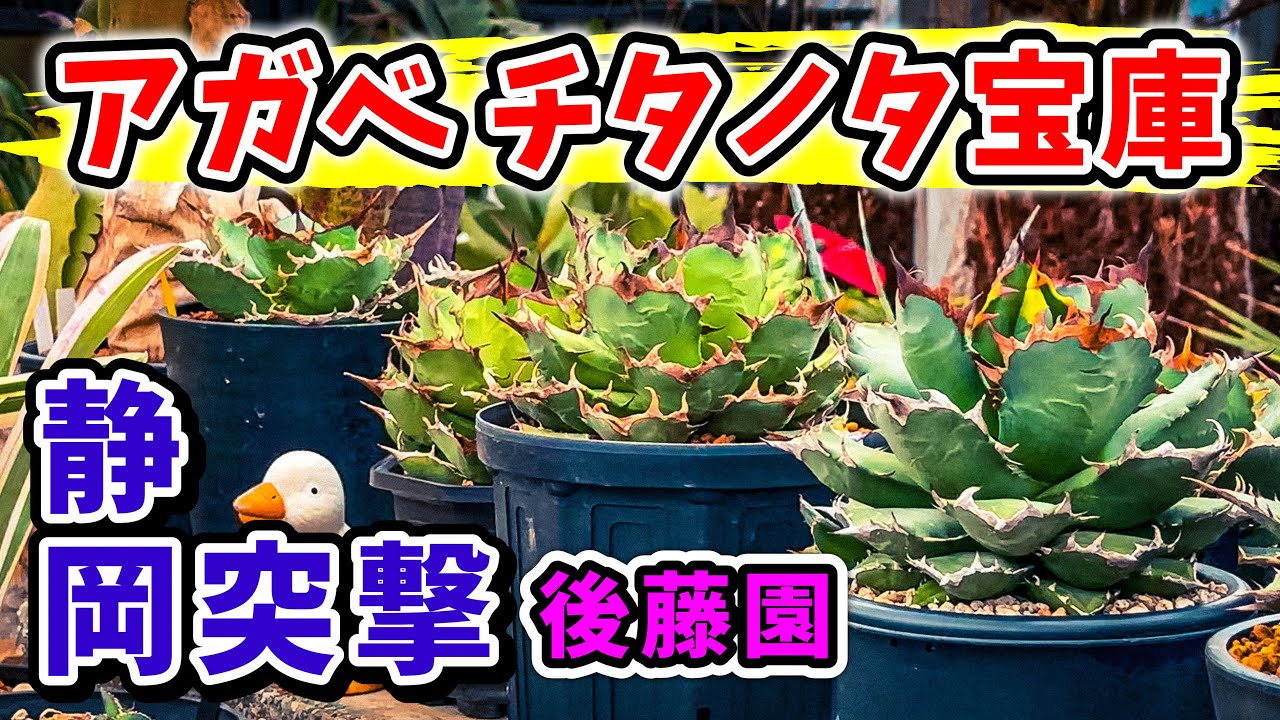 植レポ】 静岡県のアガベ&チタノタだらけの園芸店，後藤園にお邪魔
