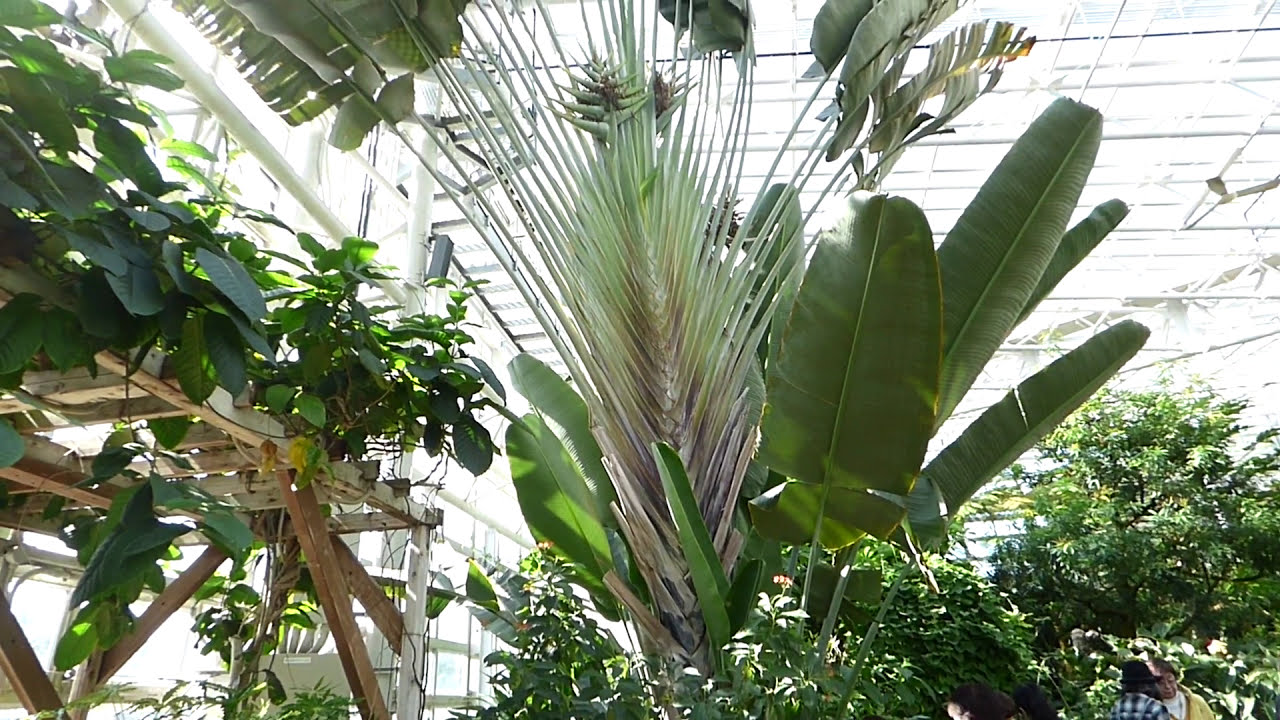 神代植物公園】大温室のタビビトノキ 旅人の木 （大きいですね