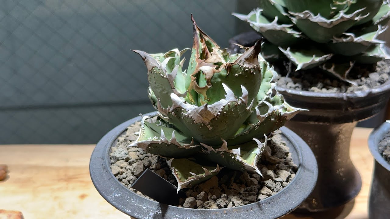 039 [Agave] Daikanyama Wabi Ultra high class CJ-13 I bought a baby