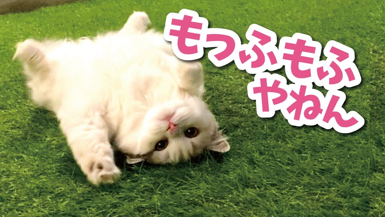 Tsukushi the Cat's Night Routine [Talking Cat] [Cat Voiceover