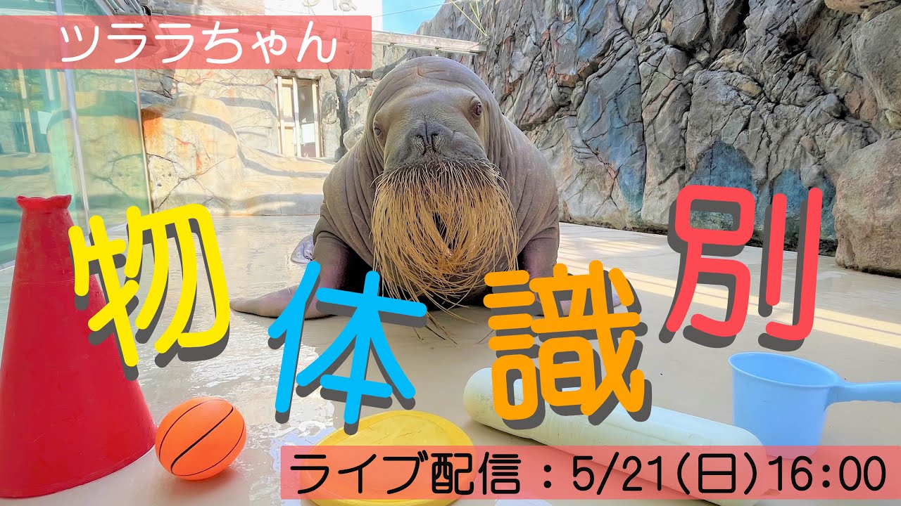 鳥羽水族館》セイウチ「ツララ」の物体識別トレーニング - YouTube