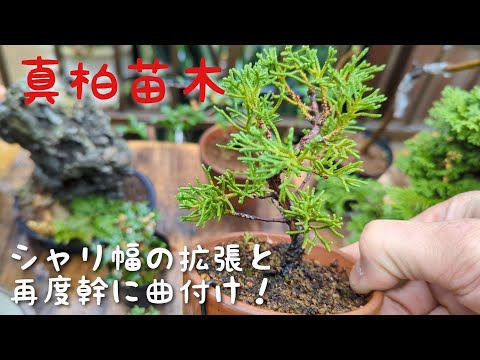 真柏苗木シャリ幅の拡張と再度幹に曲付け！ - YouTube