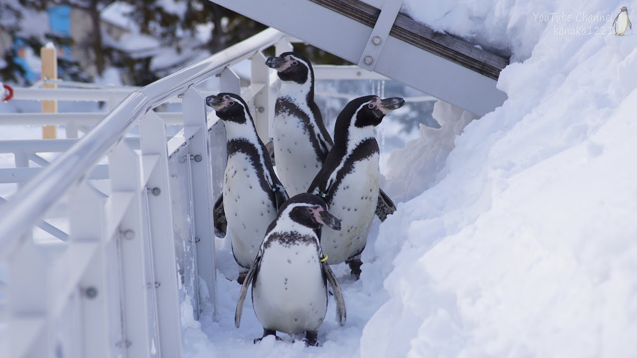 仲間に置き去りにされたフンボルトペンギン - YouTube