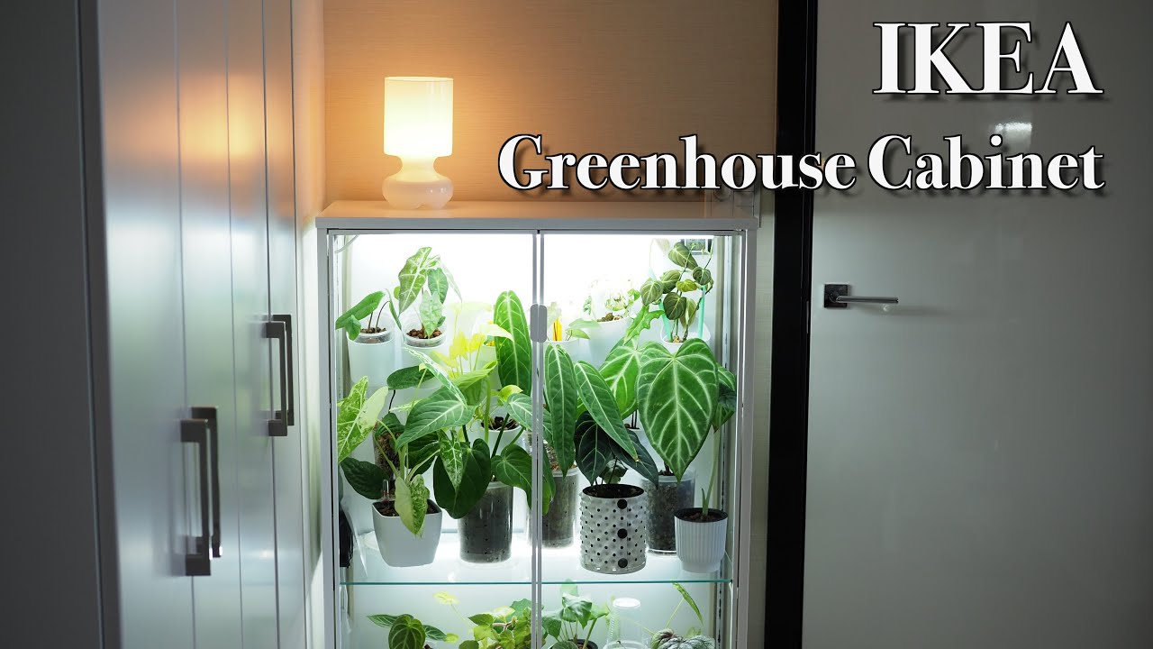 IKEAのコレクションケース」で熱帯植物を育てる【RUDSTA /ルードスタ