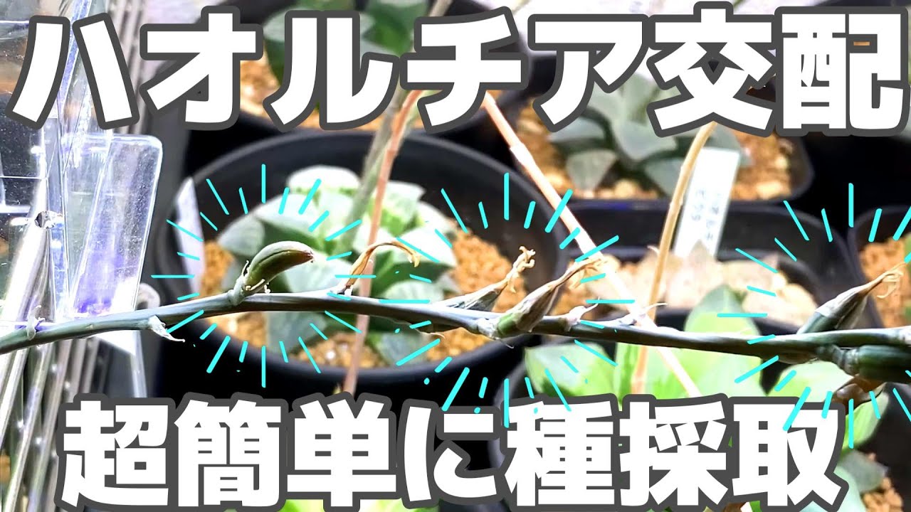 超簡単】ハオルチアの種をとる方法【多肉植物】 - YouTube