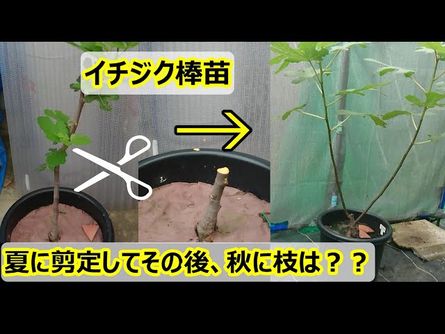 イチジク鉢植え》夏に棒苗剪定後、秋に枝はどうなったか？【21年秋