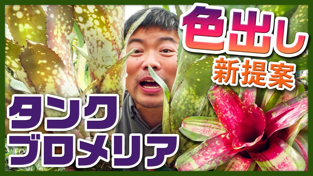 引き締めるタンクブロメリア - YouTube