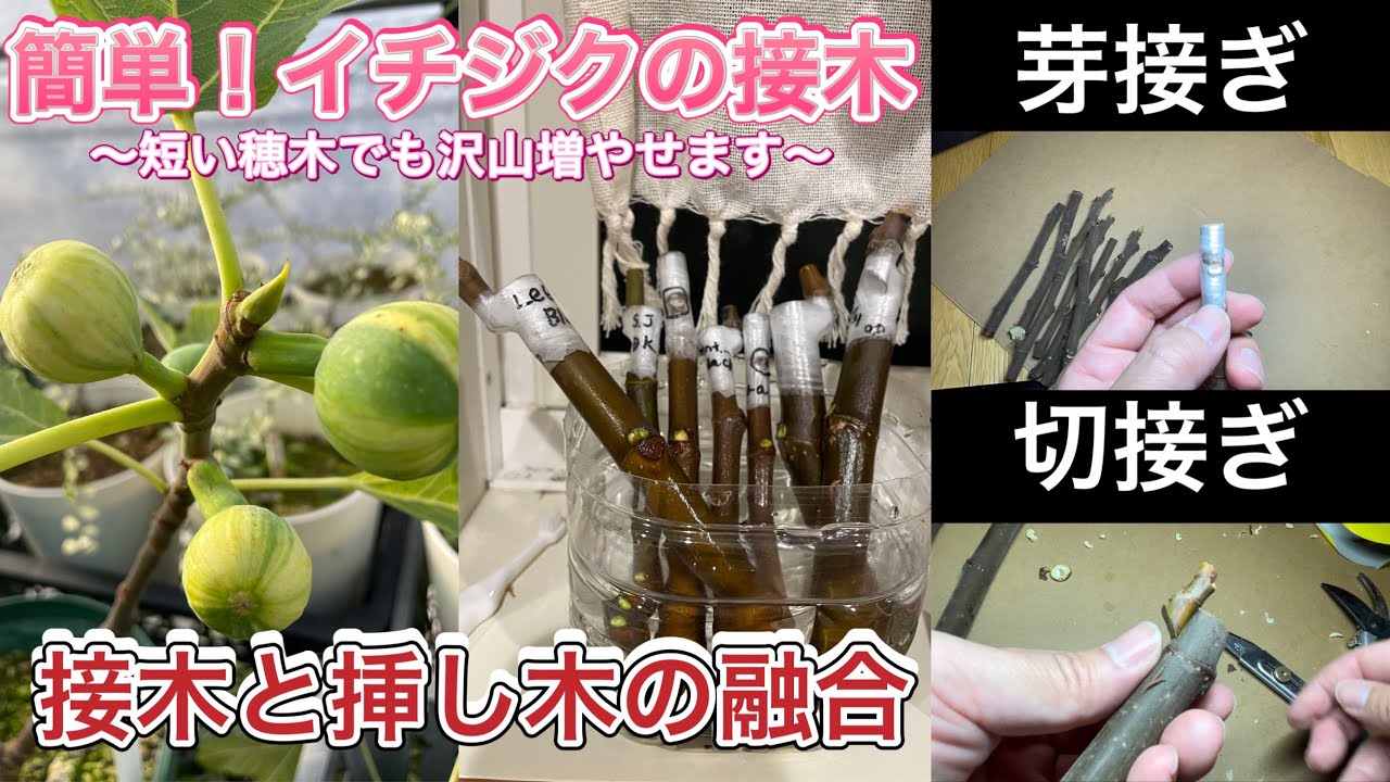 Fig Grafting] Bud Grafting and Cutting Grafting explained