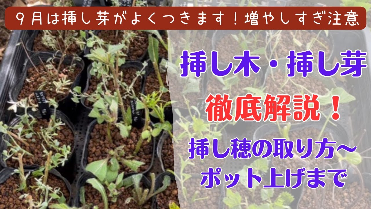 挿し木・挿し芽の基本》挿し穂の取り方～ポット上げまでを徹底解説