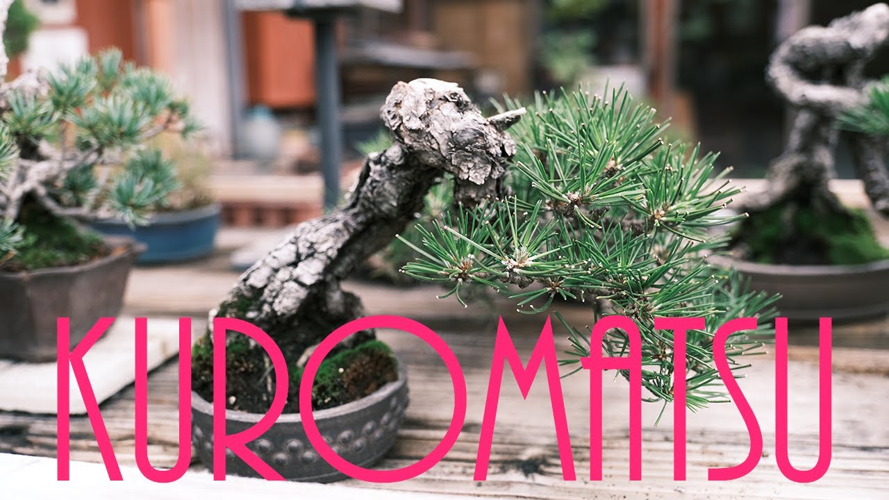 黒松（クロマツ）盆栽育て方まとめ【動画で学ぼう】 – 盆栽Q