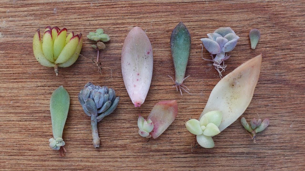 108 [How to grow leaf cuttings in winter] When it gets cold, buds