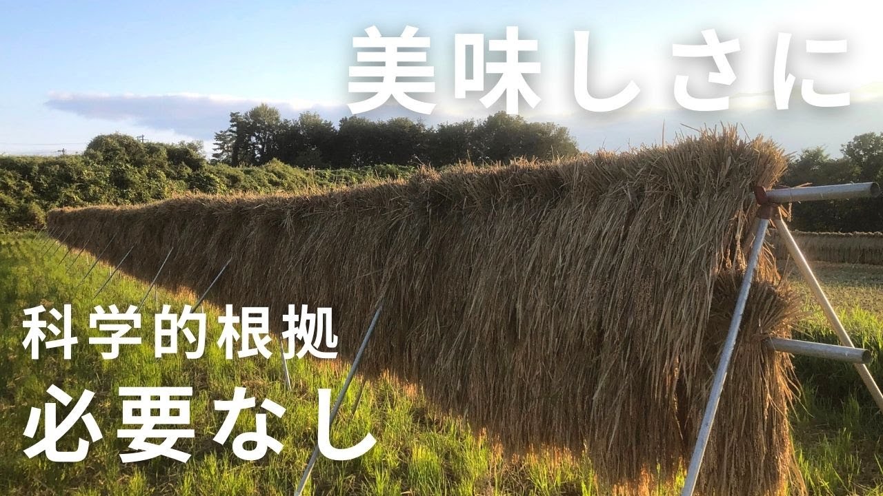 束縛旦那 天日干し☆朝日稲藁 農薬不使用 約12キロ 無農薬、有機栽培稲