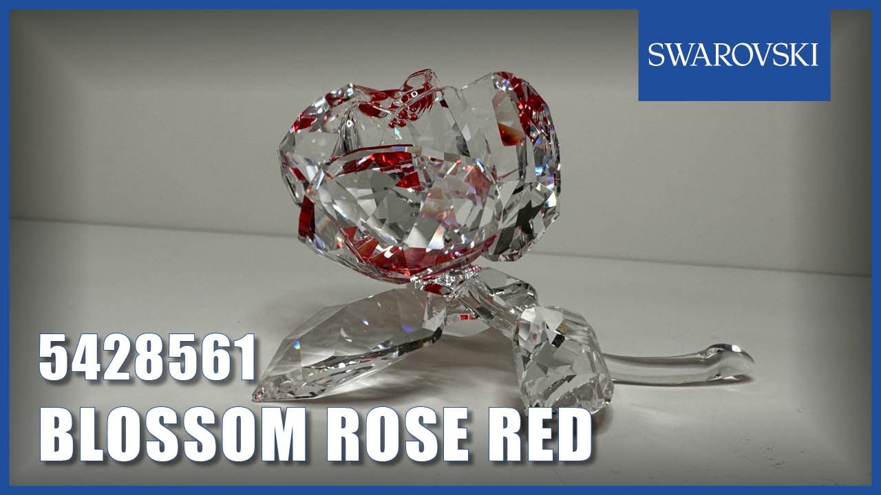 Unboxing Swarovski Blossom Rose Red - 5428561 - YouTube
