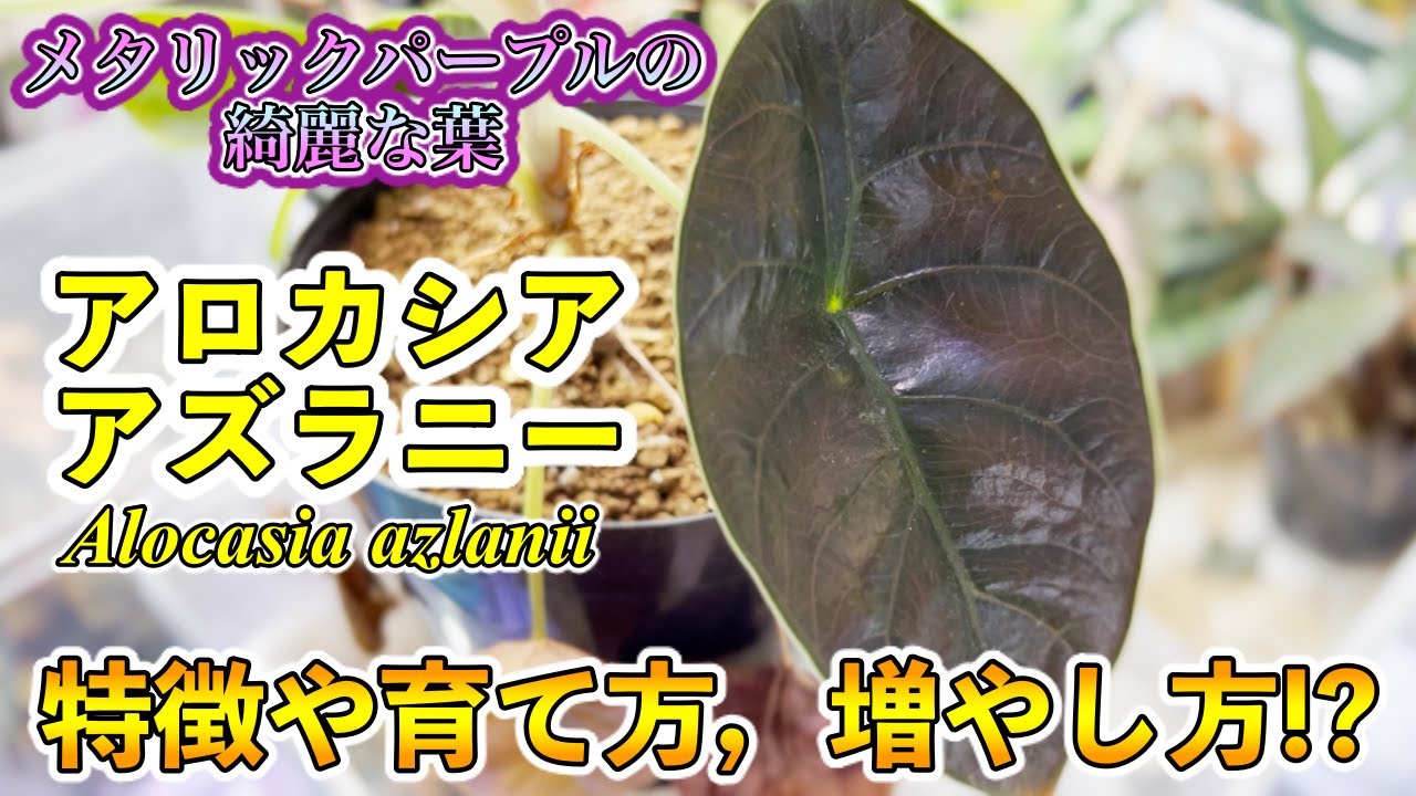 Rare houseplant] Alocasia azlanii - characteristics, how to grow